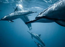 四年等待就差一场 绿城希望继续“沉住气敢发挥”